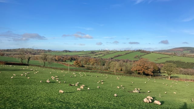 What has store lamb performance been like at ABP Demo Farm?