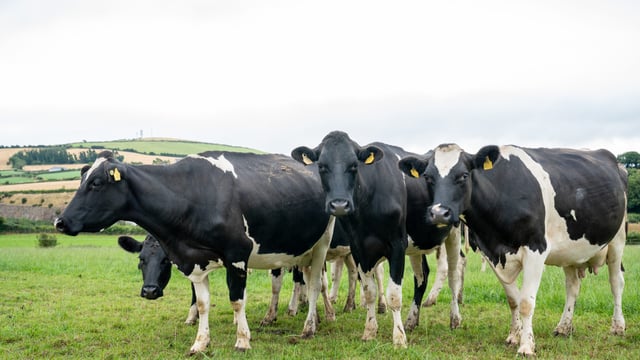 'We are no longer running around the shed' - Kilkenny farmer