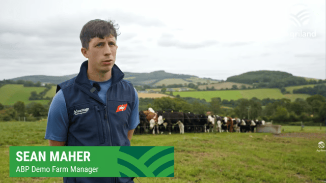 ABP Demo Farm review of carcass weights, grades and calf growth