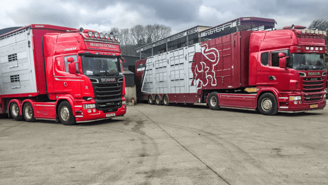 Lift to cattle trade as 4,000 male cattle wanted for new contract