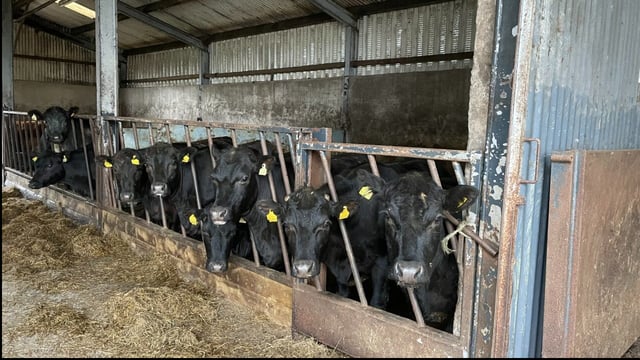 Factory quotes: Higher beef price offers reduced for this week