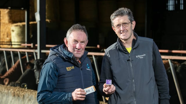 Autumn calving farmer reaping rewards from crypto vaccine