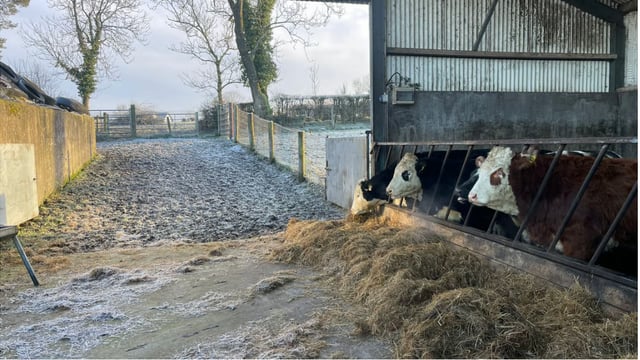 Keeping an eye on lice outbreaks in cattle housed for the winter