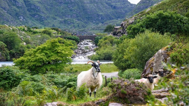 Ireland to host European Wool Day 2026
