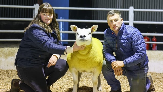 Knockhill flock progeny breaks national record at Tullow sale