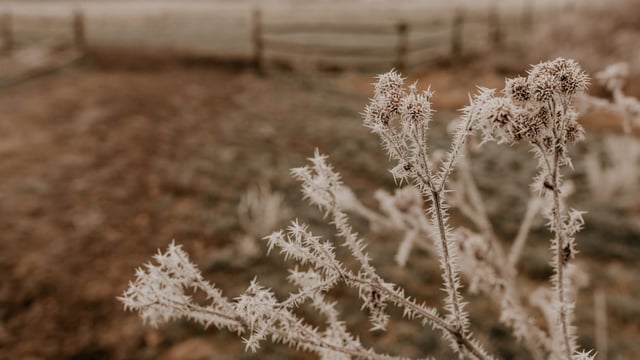 How to manage a cold snap on your farm