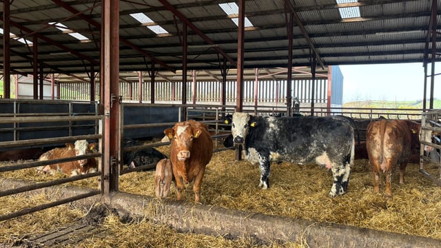 ABP Monitor Farms: Spring calving update on 85-cow suckler farm