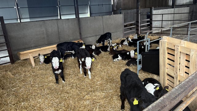 ABP Demo Farm: Yearling cattle grazing and calf-rearing updates