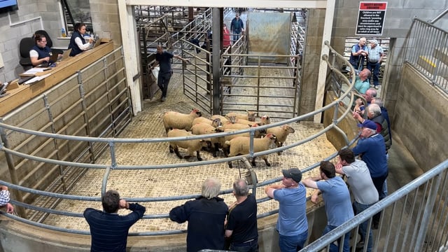 Watch: Catch up at the mart - sheep prices, input costs and sunny spells