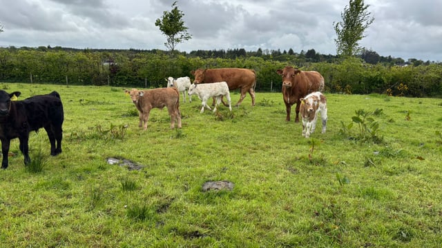 ABP Monitor Farms: Update from Sligo suckler and dairy-beef farm