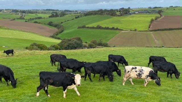 ABP Monitor Farms: Yearling weights and calf grazing in Bandon
