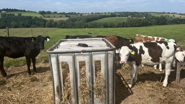 Tips on successfully transitioning calves to grass