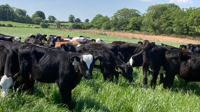 Advantage Beef Programme tips on transitioning calves to grass