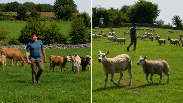 Roscommon young suckler/sheep farmer insight on factory 'KT group'