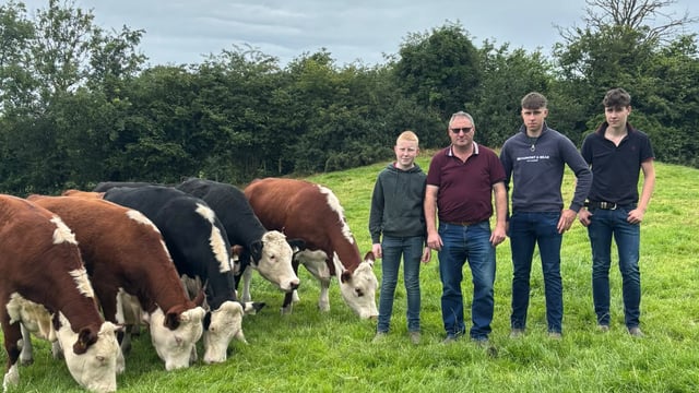 ABP and Hereford Prime event set for Castleblayney suckler and dairy farm