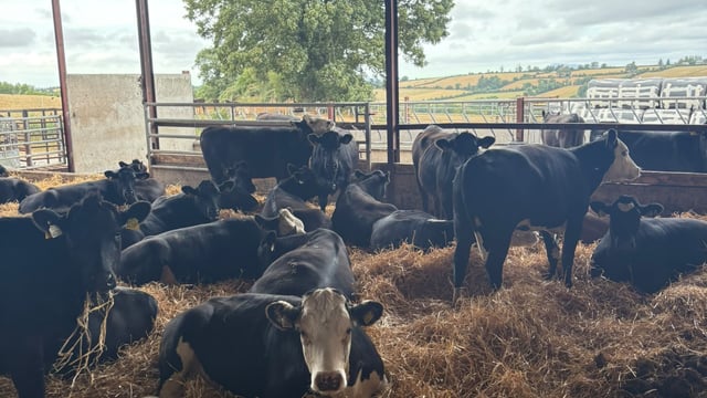 Managing forward cattle as grass growth stalls on ABP Demo Farm