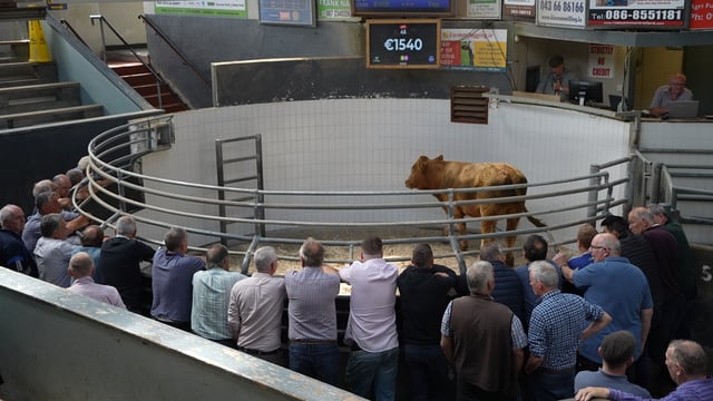 Watch: Store cattle back above €4/kg at Roscommon Mart