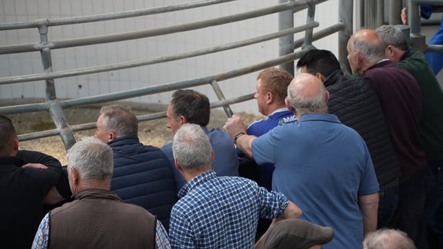 Watch: Catch up at the mart - cattle, sheep and 'tight' grass supplies
