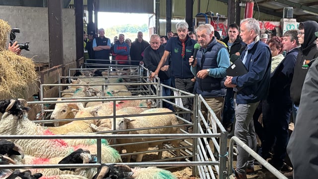 Watch: West Mayo sheep farmer hosts organic lamb finishing event