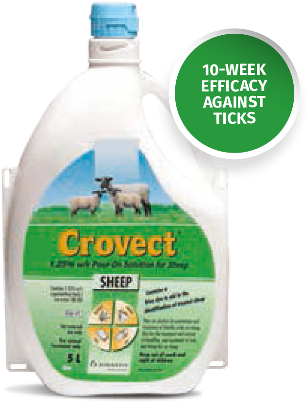 Crovcet Sheep